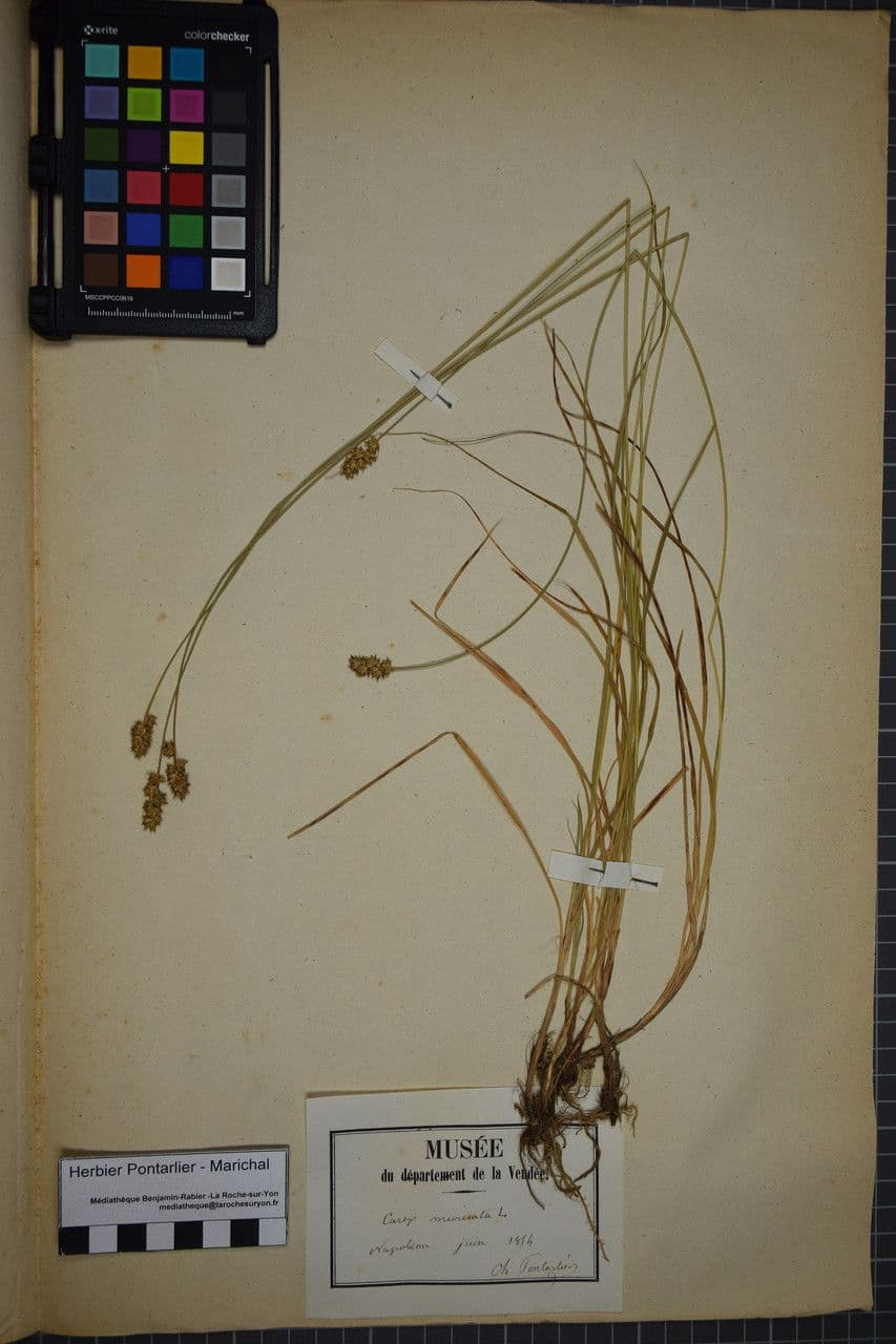 Carice stellata 24