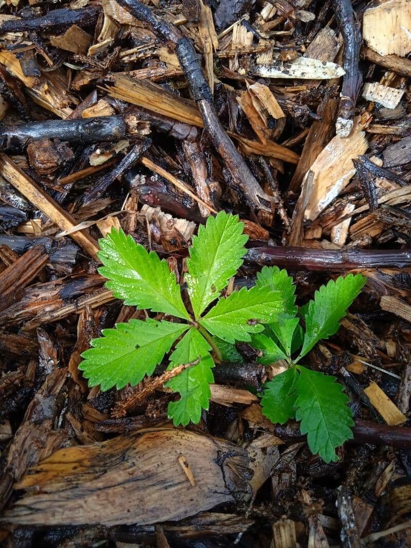 Potentilla simplex 19