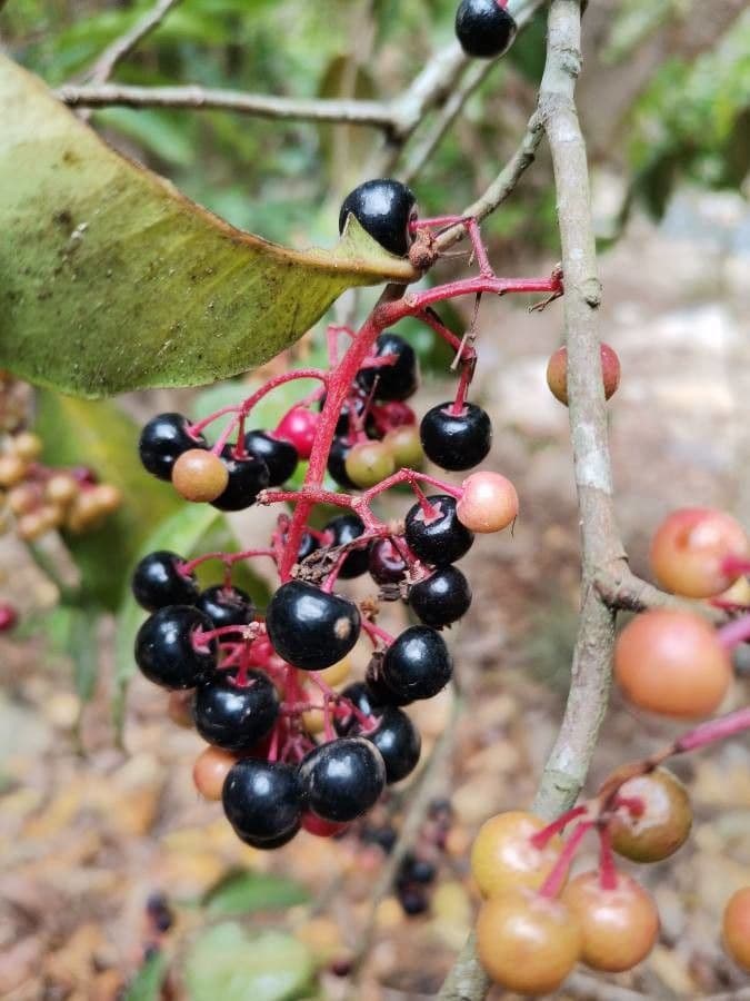 Ardisia 4