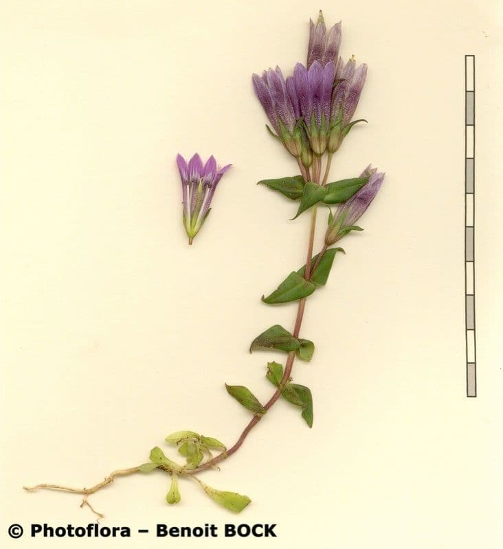 Genziana tedesca 24