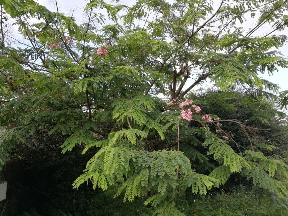 Cassia de Java 15