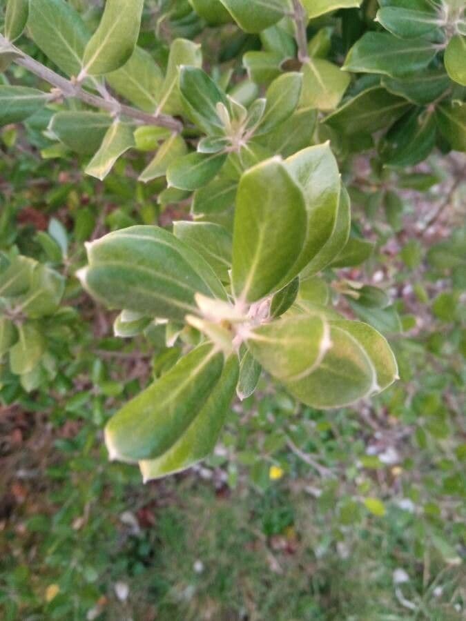 Travers-Aster 10