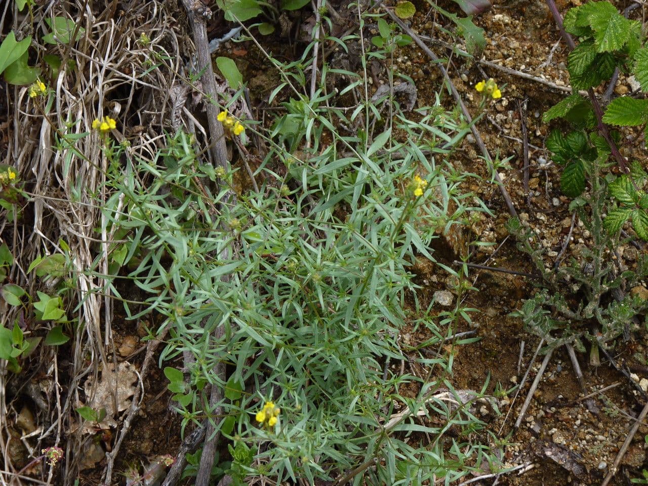 Linaria saxatilis 8