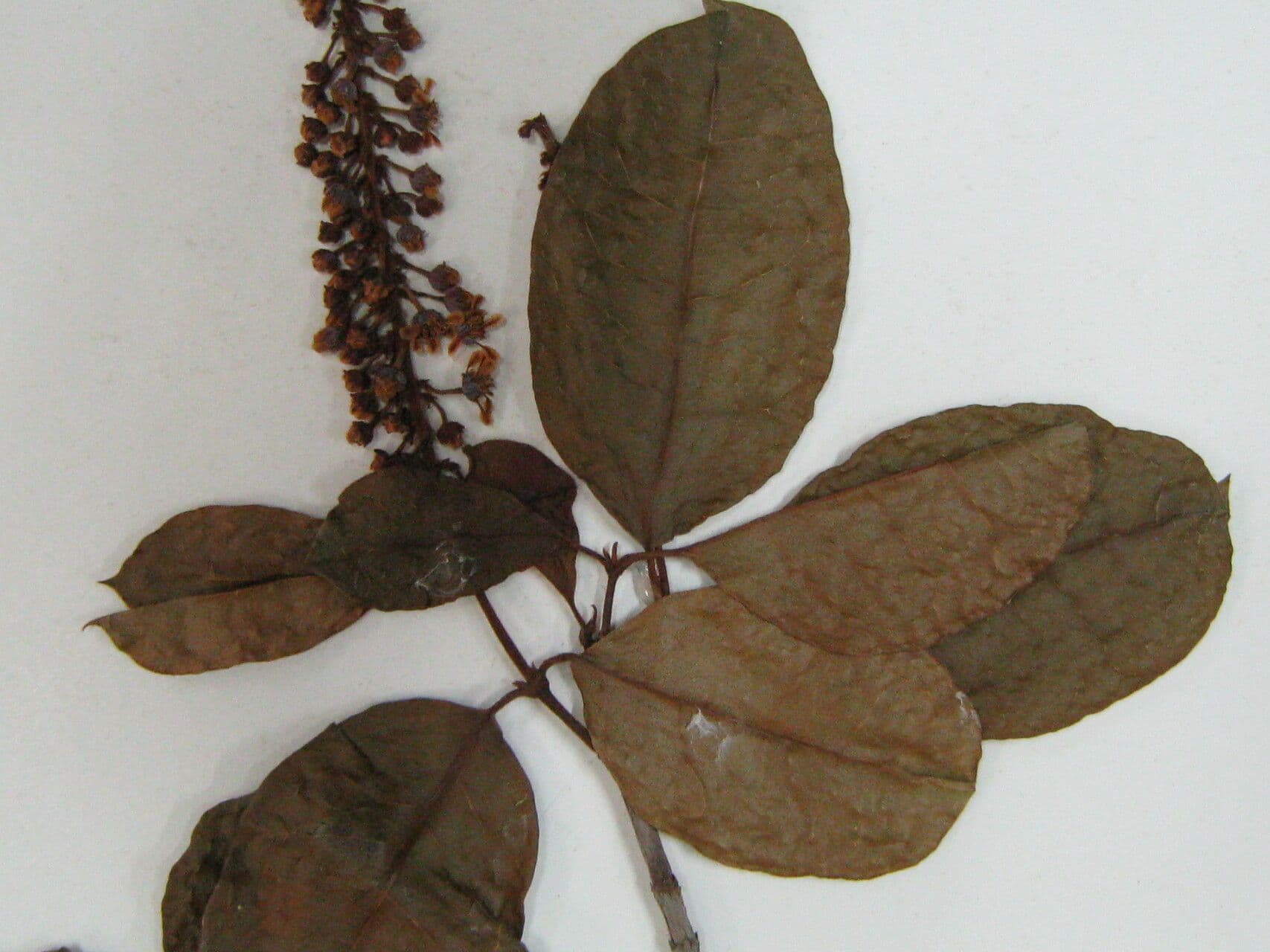 Spachea 4