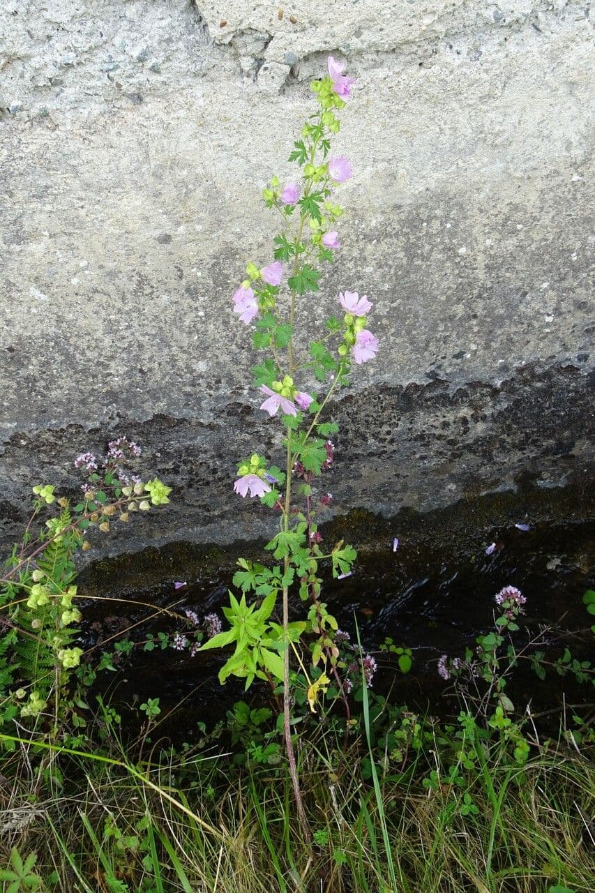 Malva moscata 13