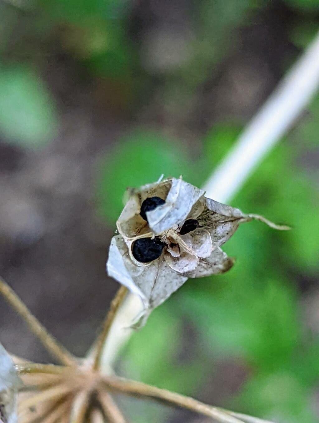 Einblatt-Knoblauch 2