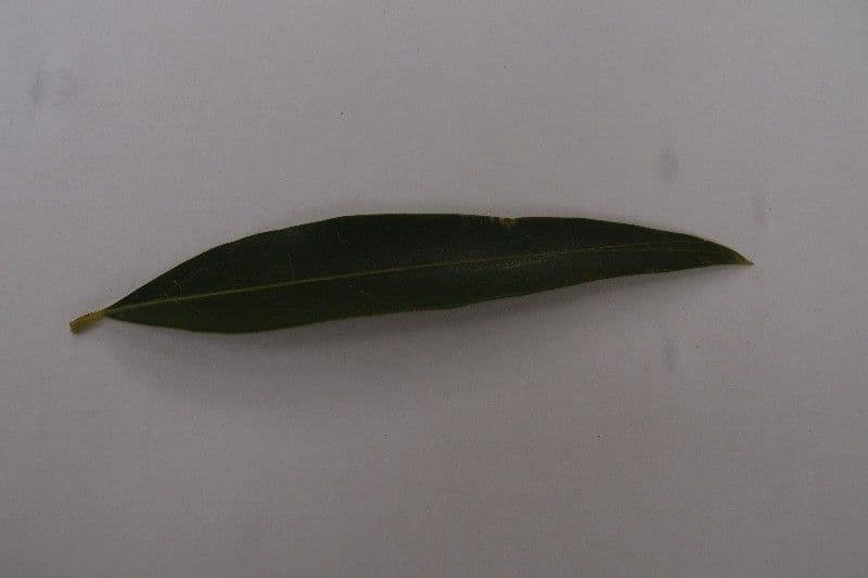 Schmalblättrige Olive 24