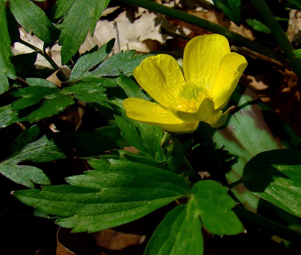 Trollius americano 6