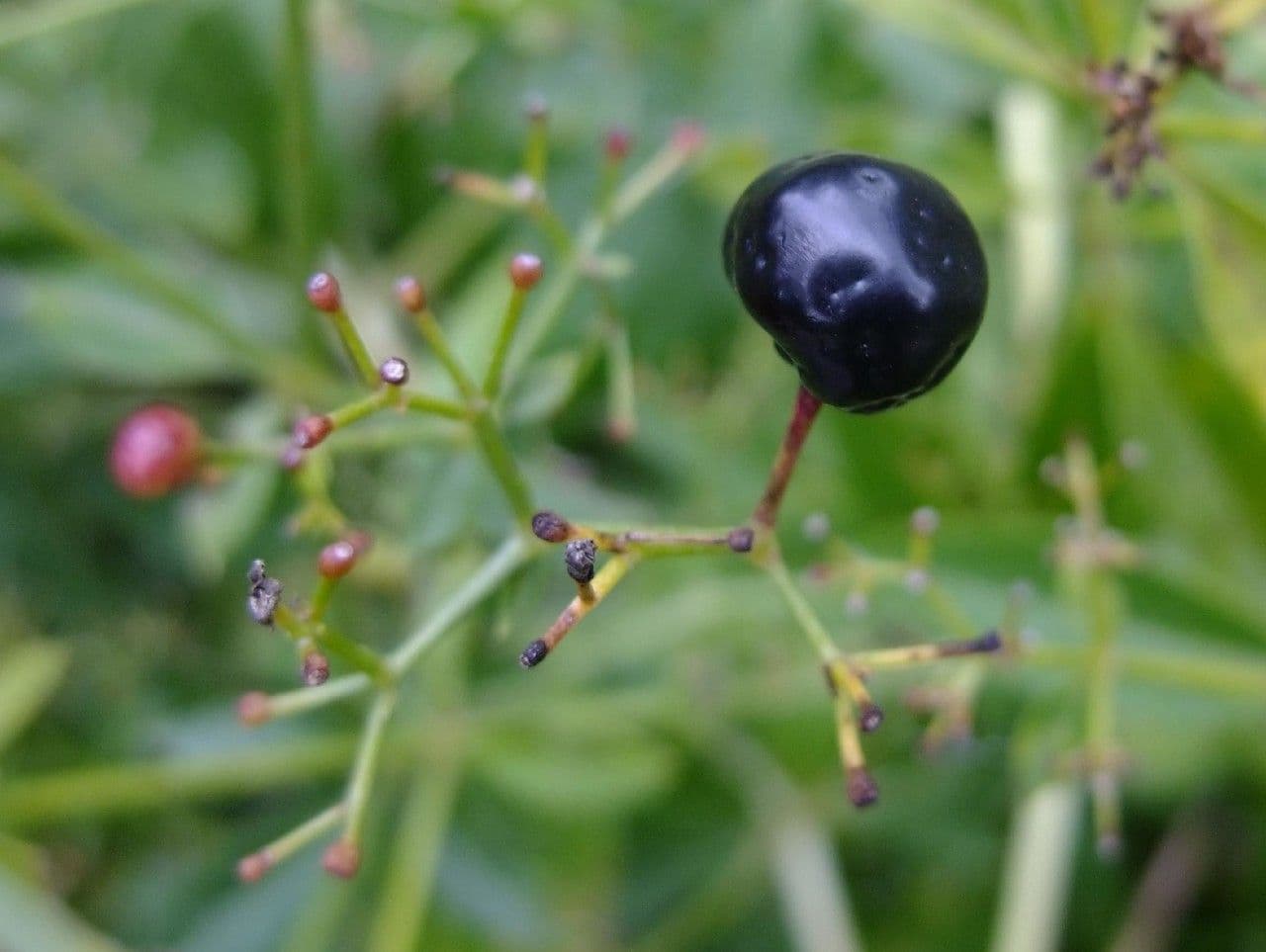 Färberkrapp 2