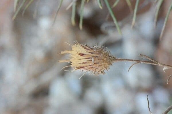 Ptilostemon chamaepeuce