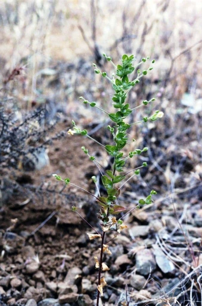 Sairocarpus