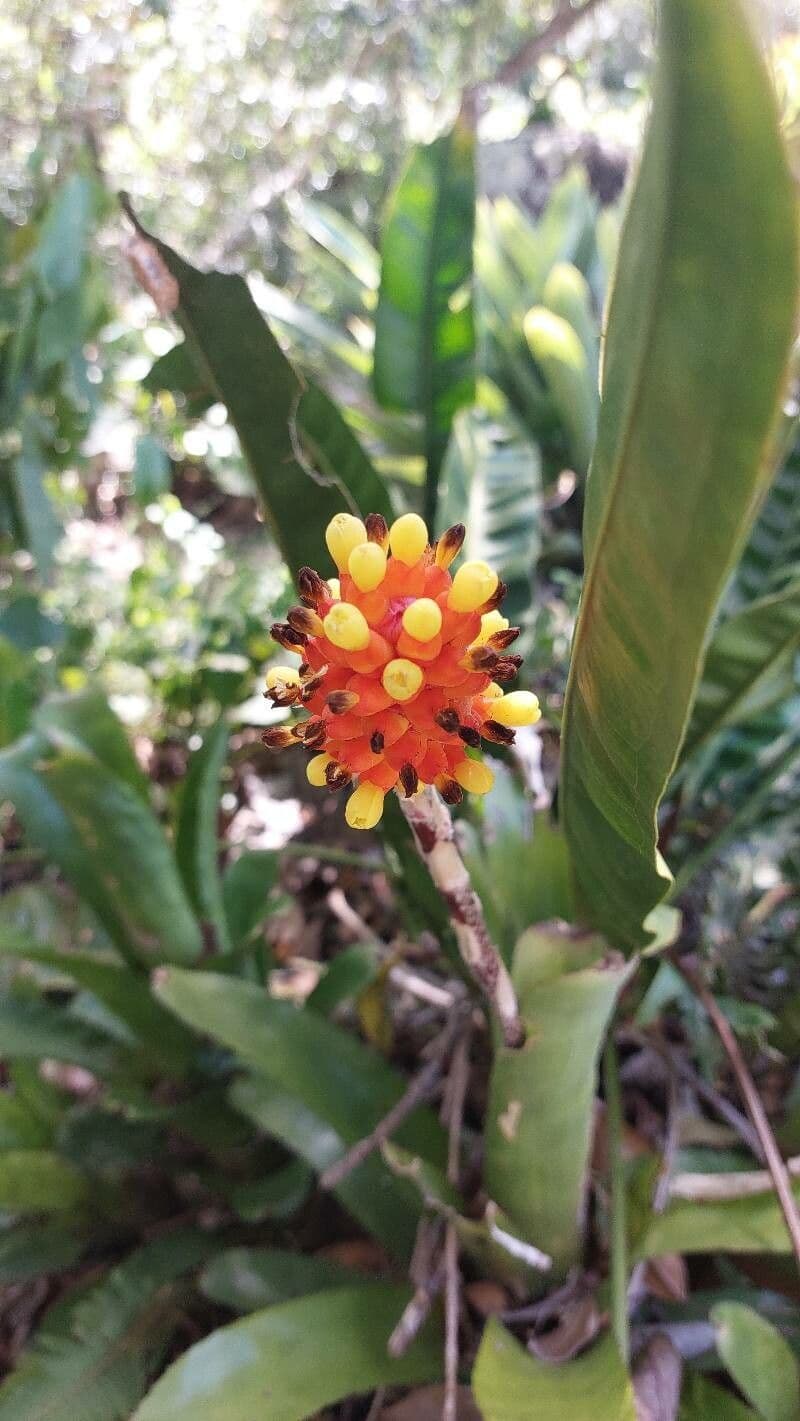 Aechmea 6