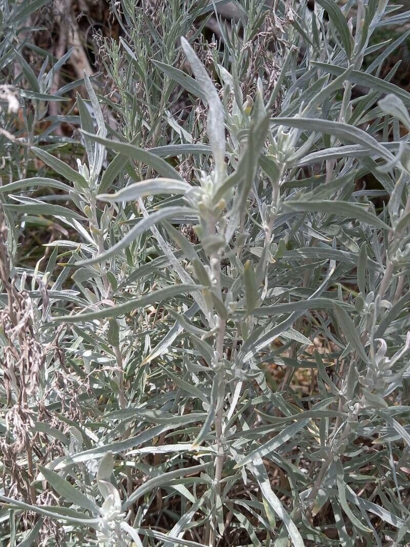 Artemisia argentea 10