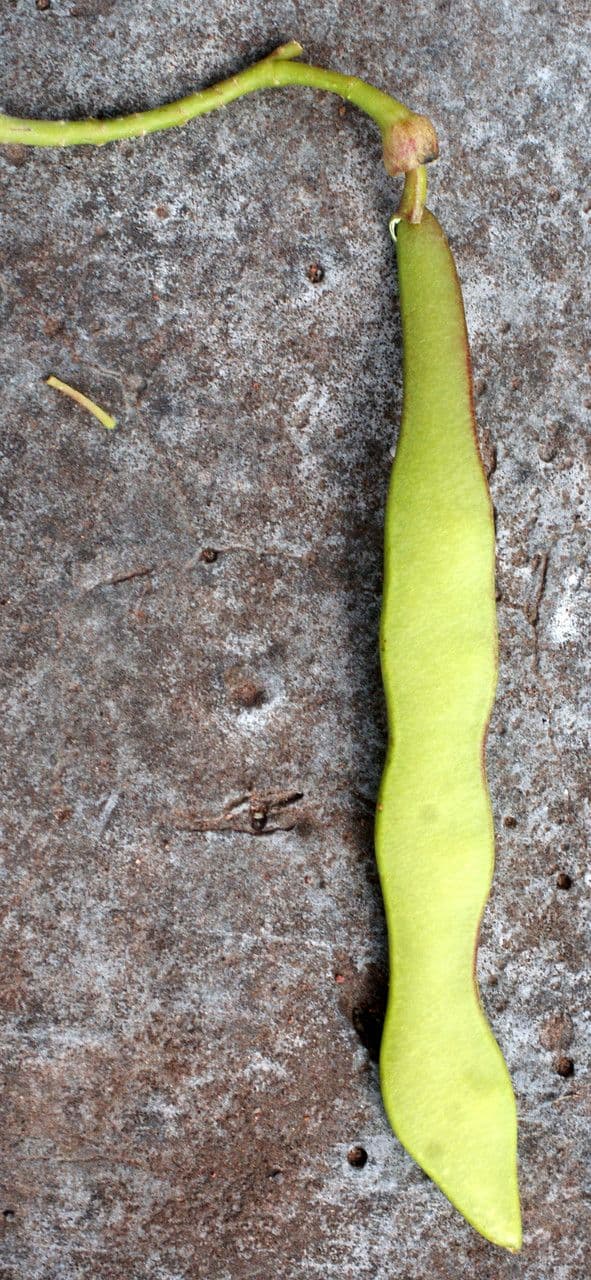 Lonchocarpus 5
