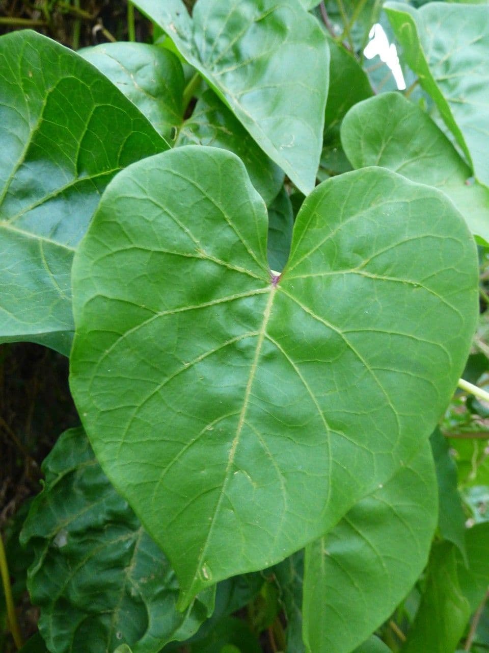Prunkwinde 18