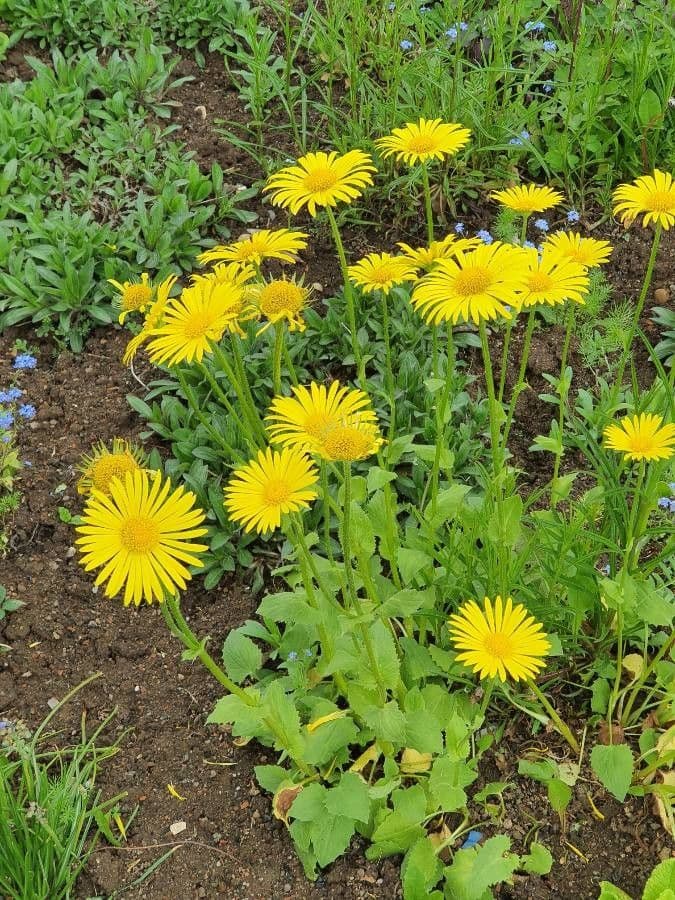 Plantain-leaf leopard's-bane 6