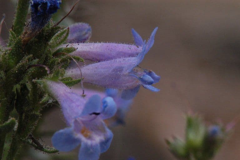 Penstemon verde 2