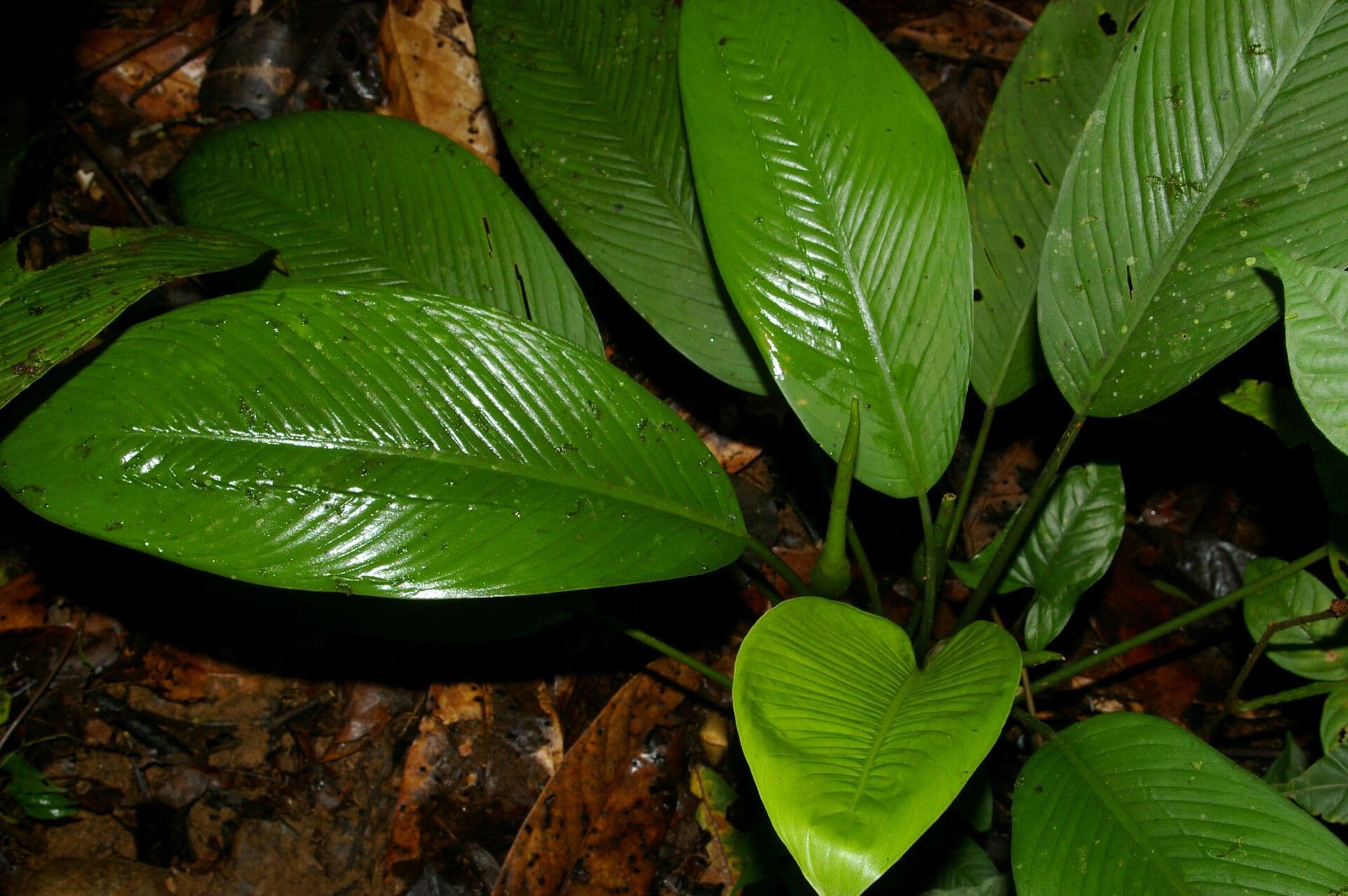 Dumb cane de Burger