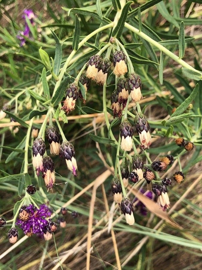 Vernonia