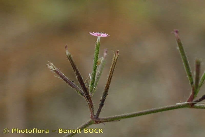 Velezia rigida 13