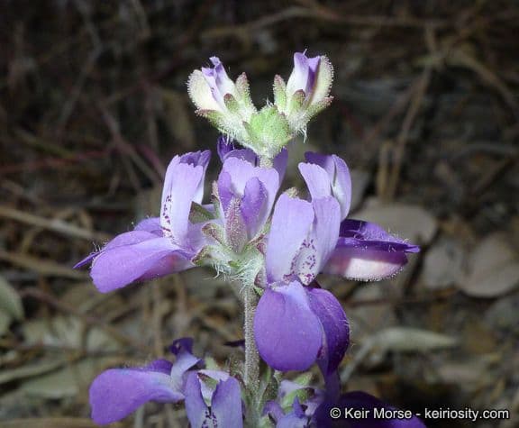 Collinsia concolor 2