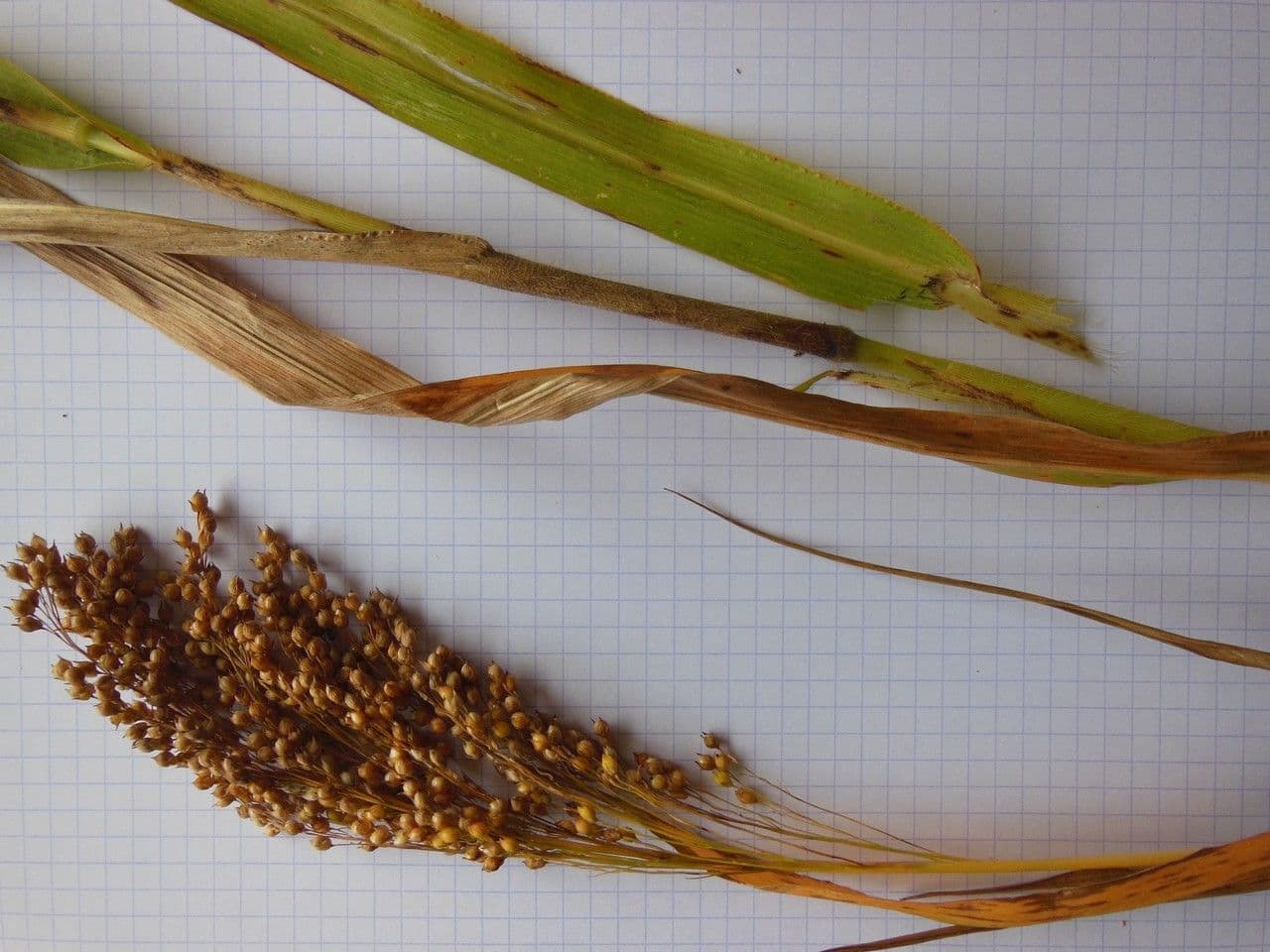 Sorgo 30