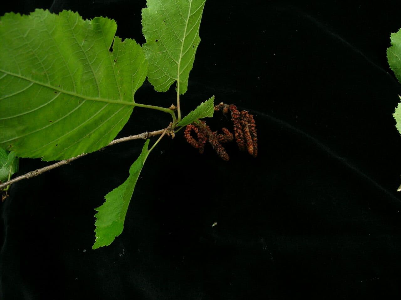 Haselstrauch 3