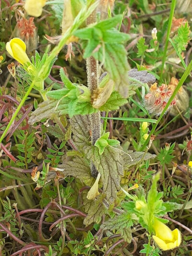 Speronella viscosa 18