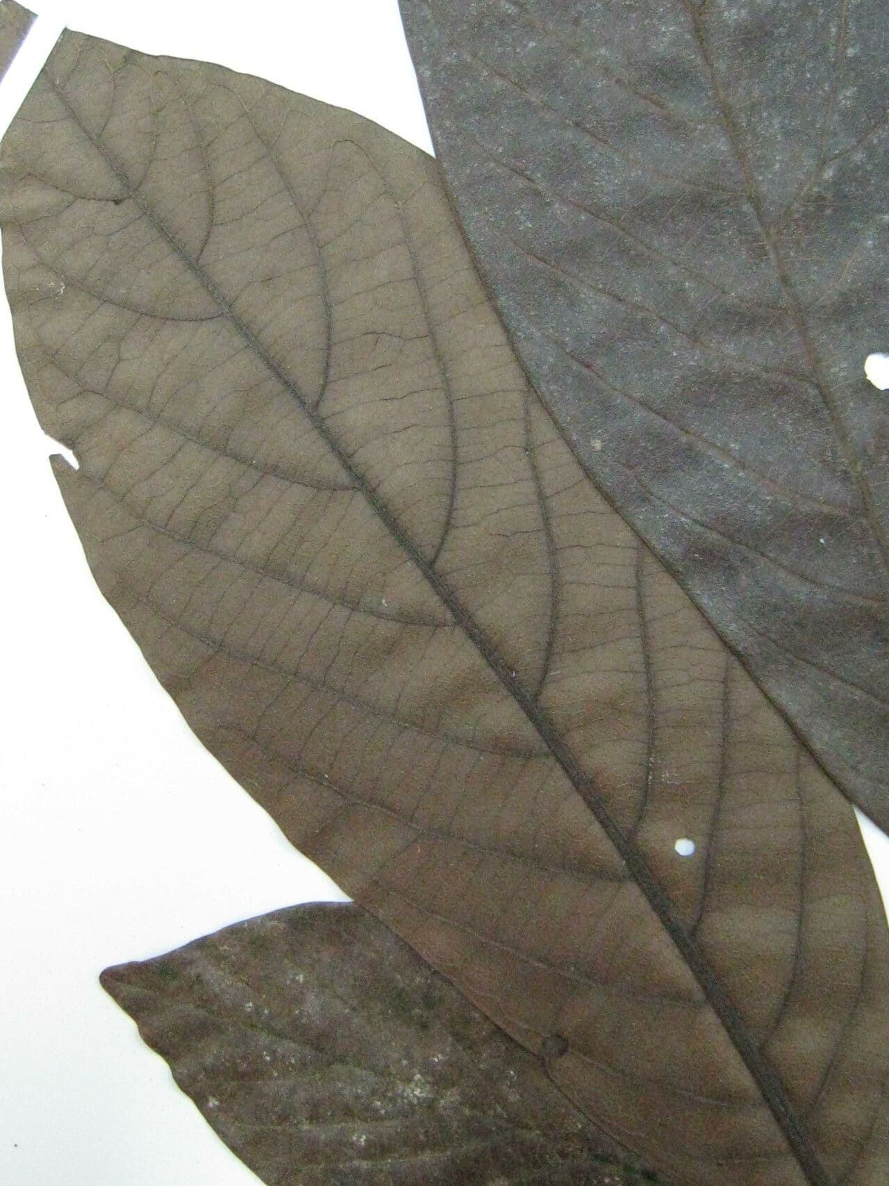 Ocotea 3