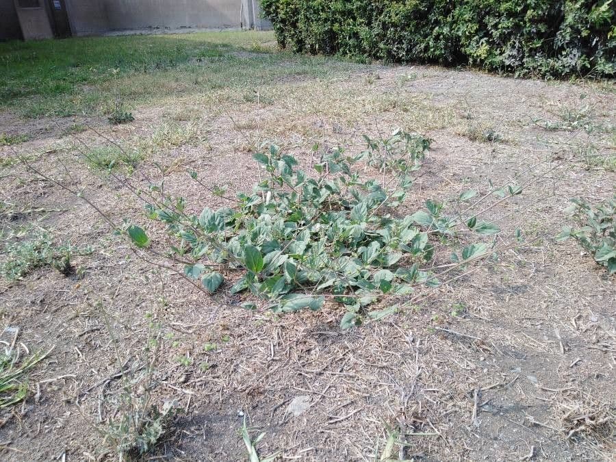 Boerhavia scarlatta 22
