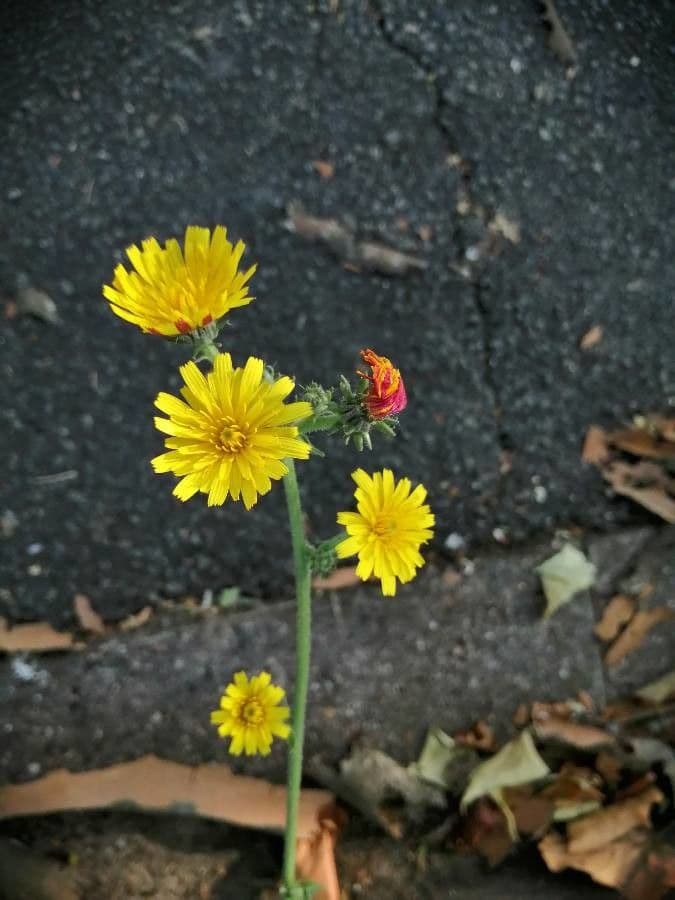 Picride 9