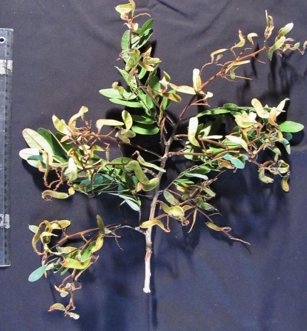Machaerium biovulatum 23