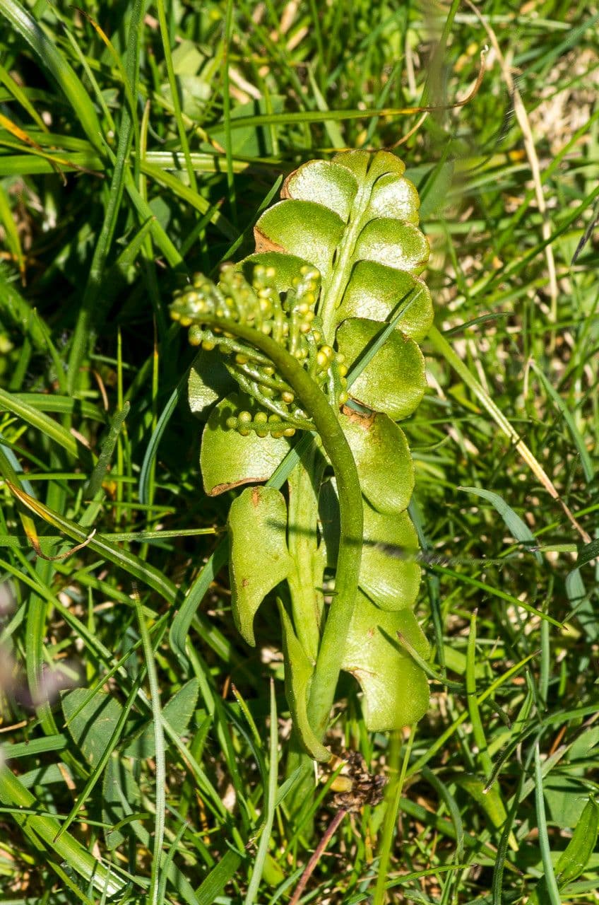 Echte Mondraute 11