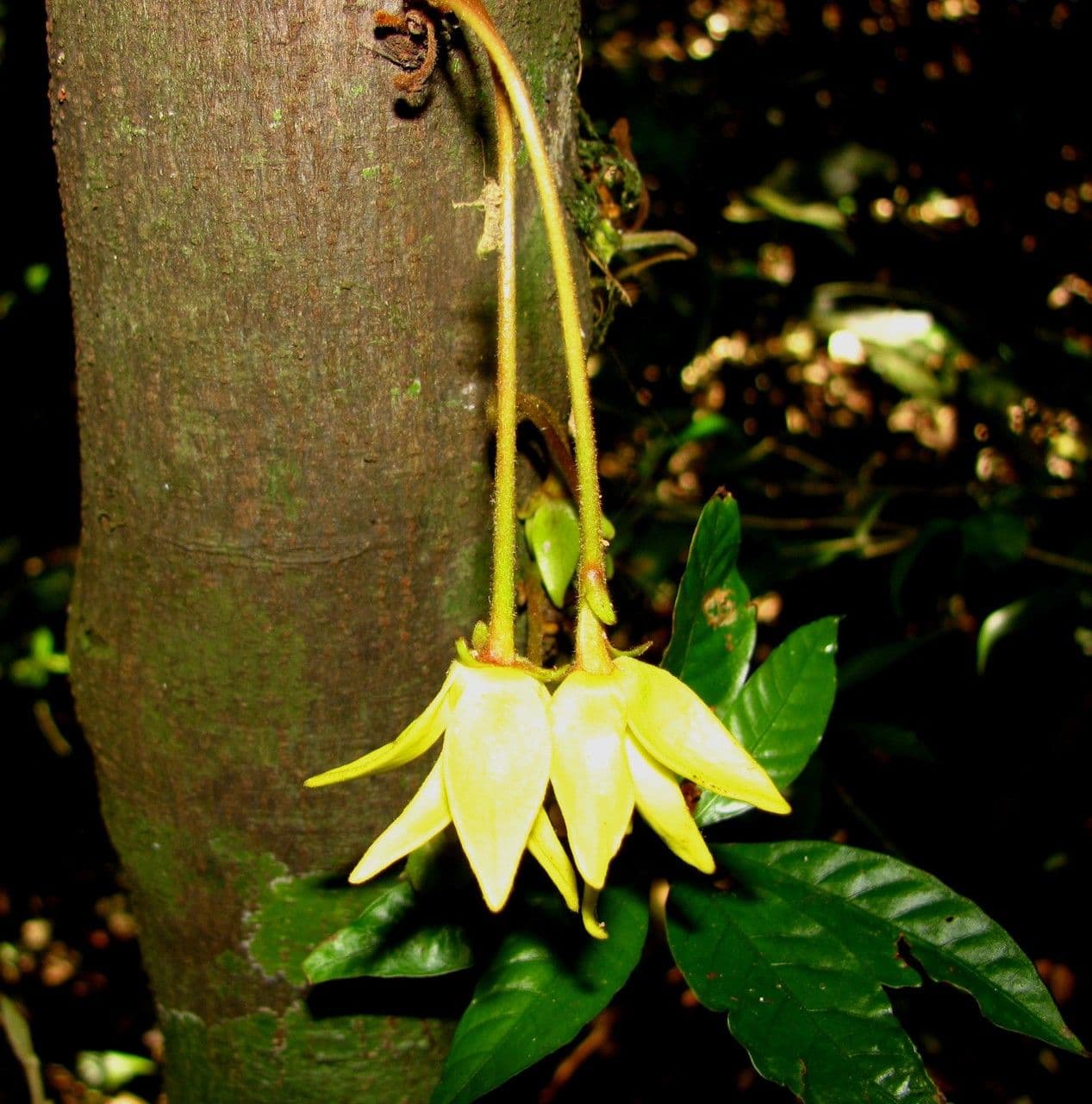 Desmopsis 5