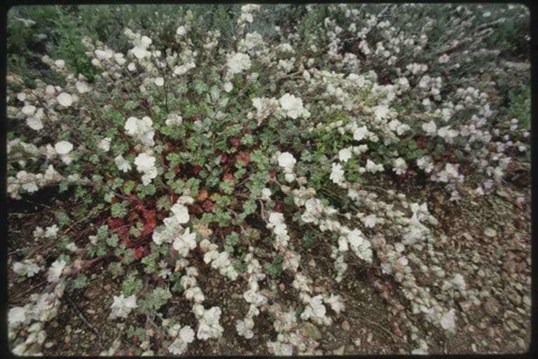 Sidalcea 6