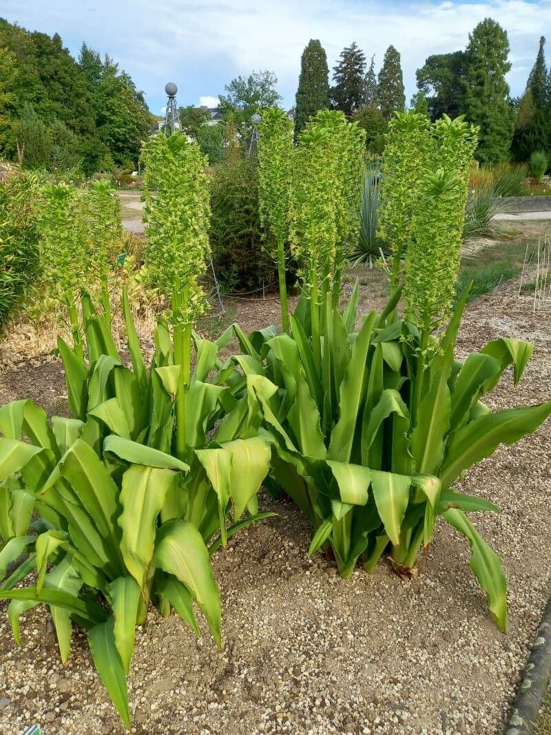 Eucomis 6