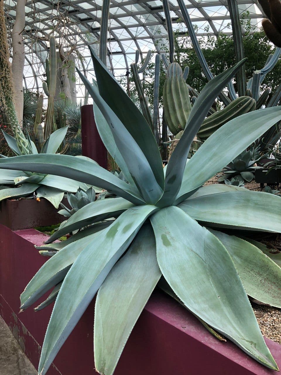 Agave 6