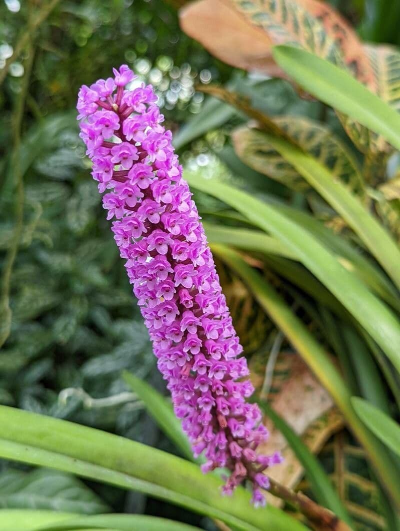 Arpophyllum 2