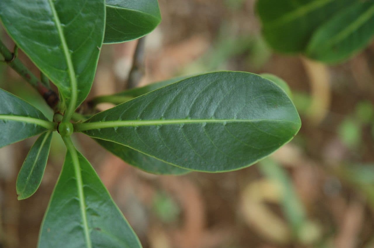 Psychotria 5