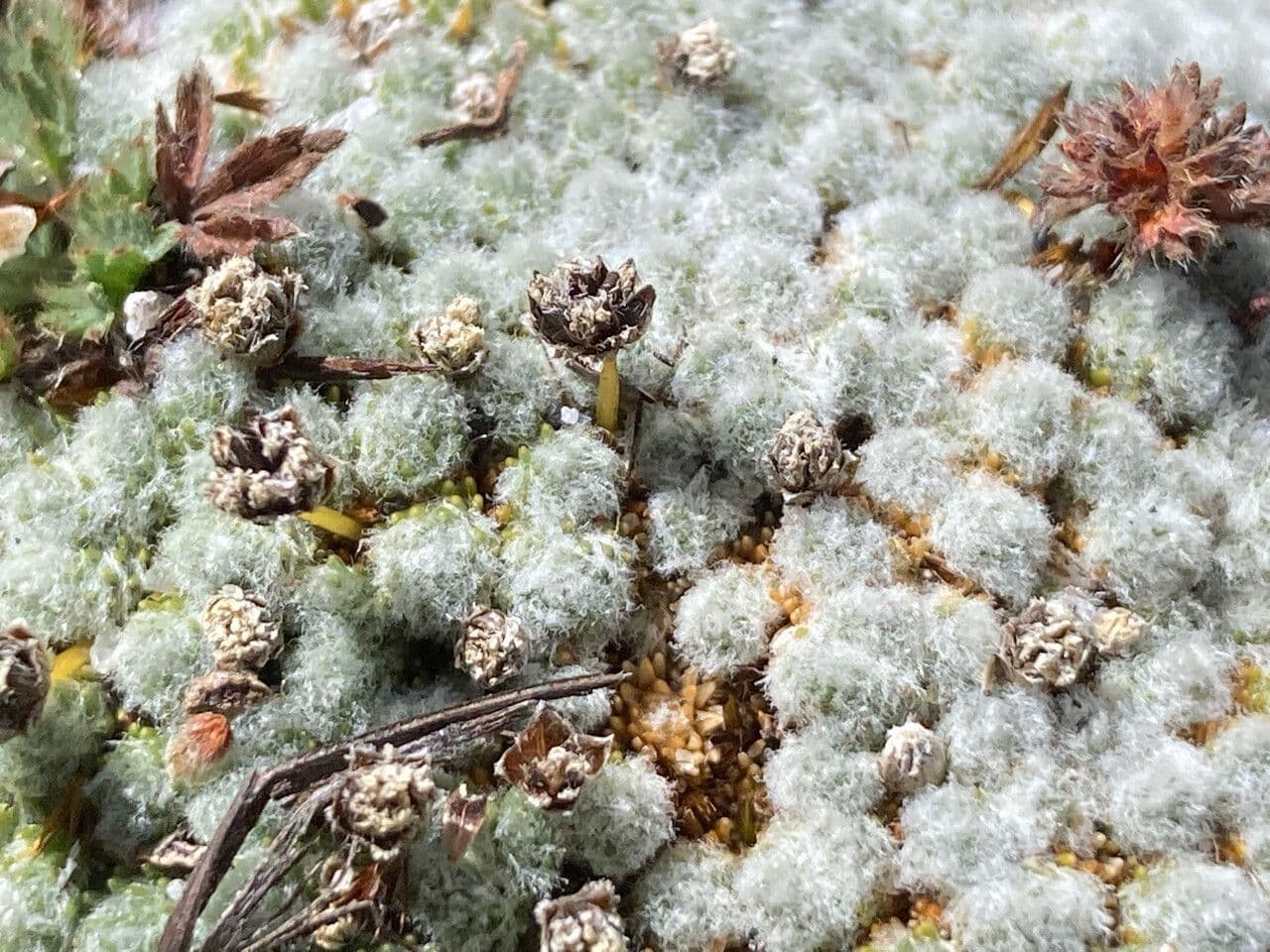 Paepalanthus 13
