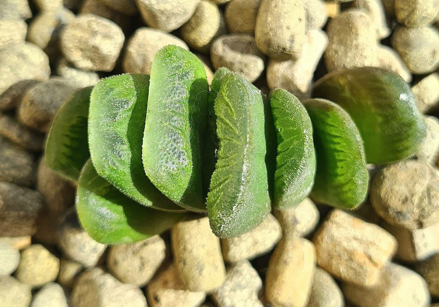 Haworthia 9
