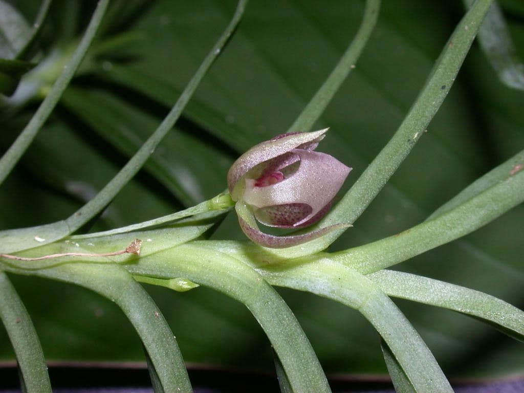 Dichaea 4
