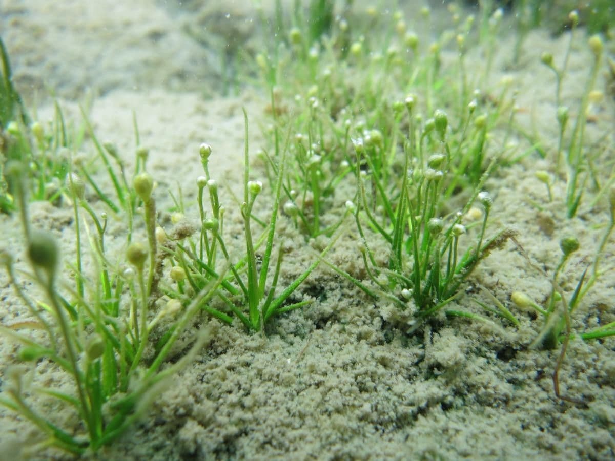 Subularia aquatica 5