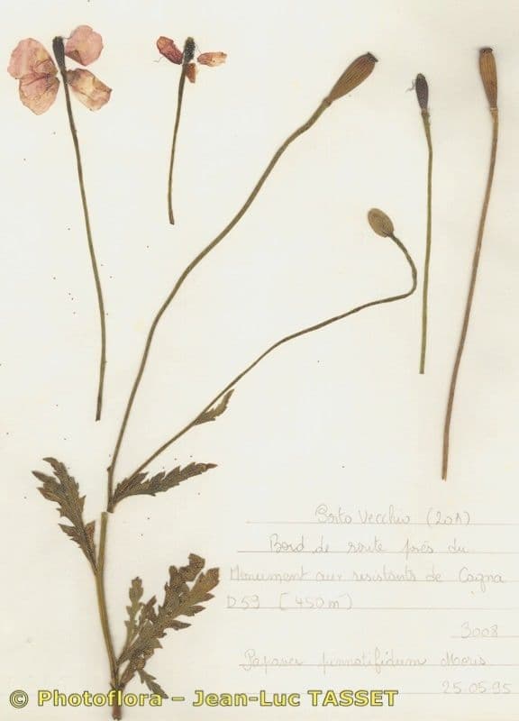 Mittelmeer-Mohn 6