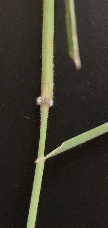 Enneapogon 18