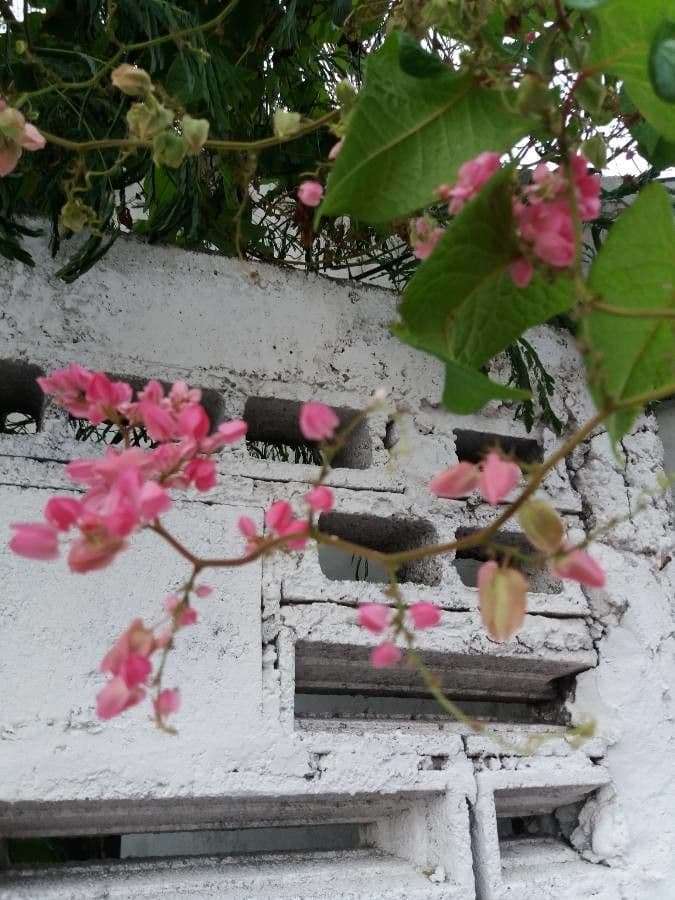 Antigonon leptopus 3