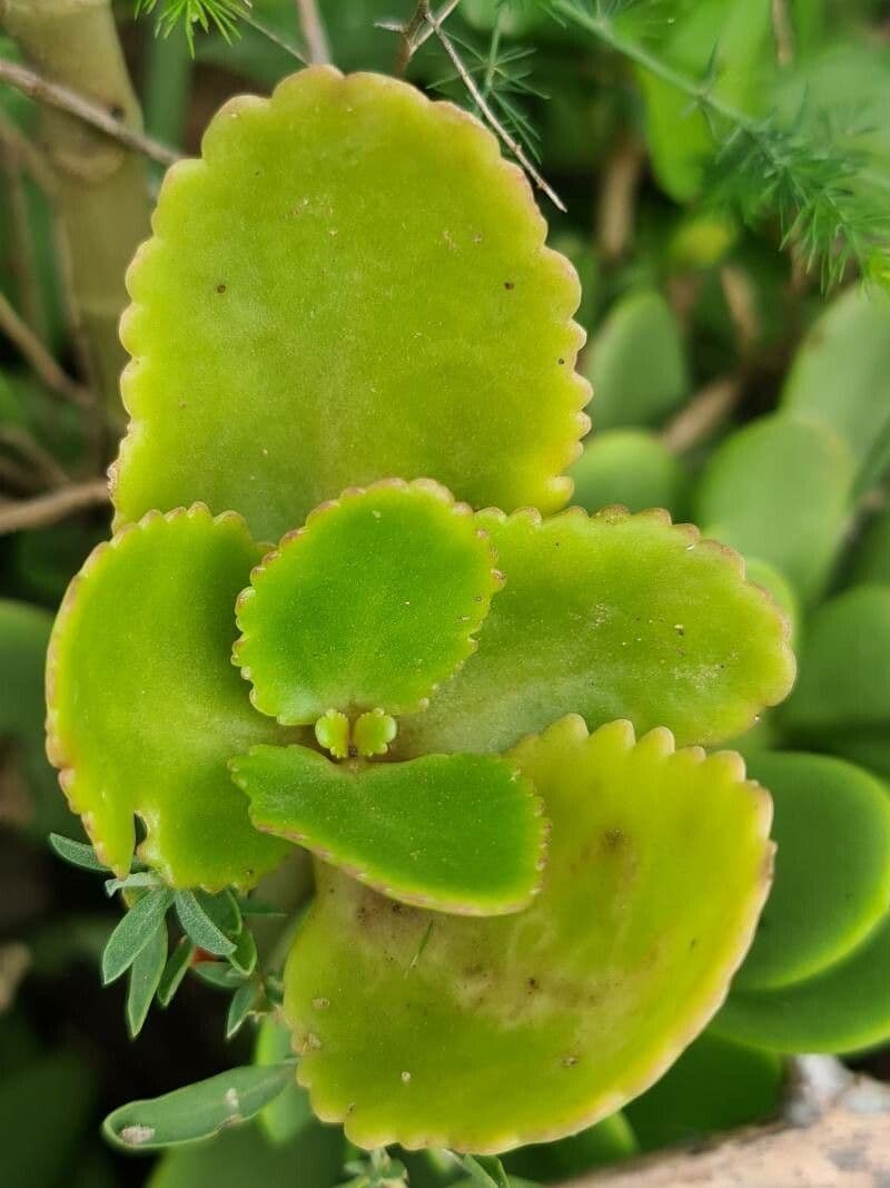 Kalanchoe densiflora 11