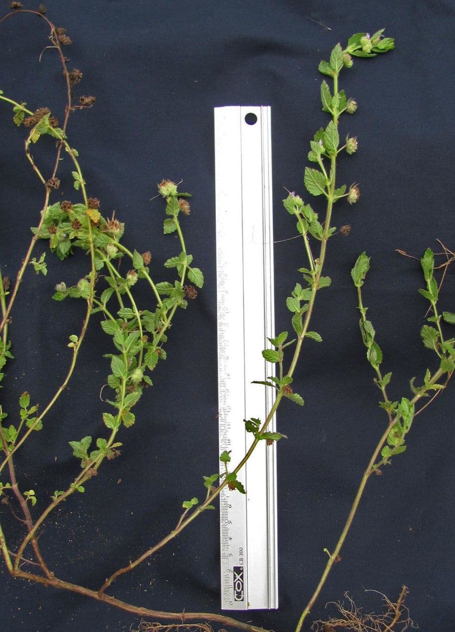 Marsypianthes 22