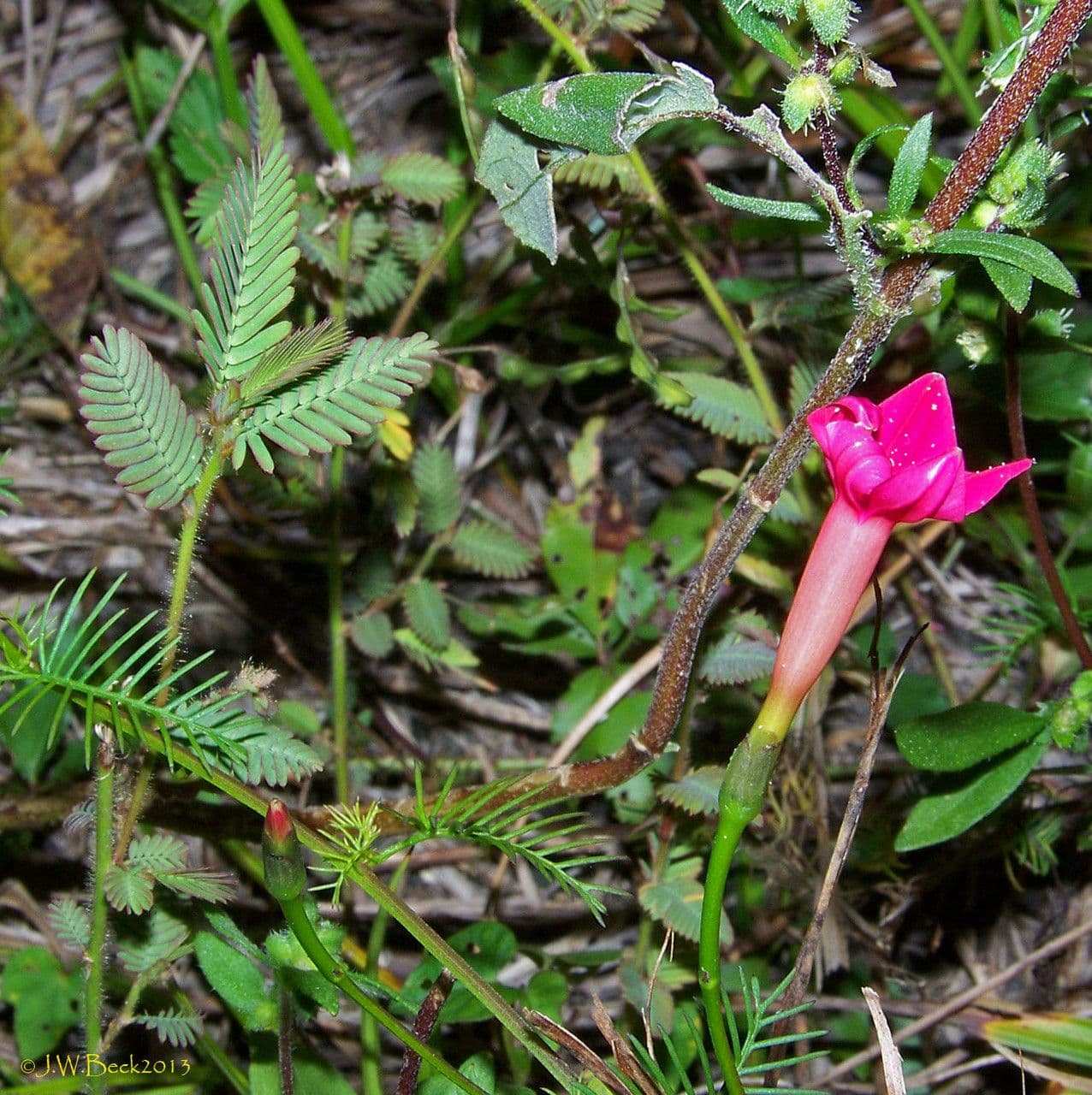 Ipomoea quamoclit 13