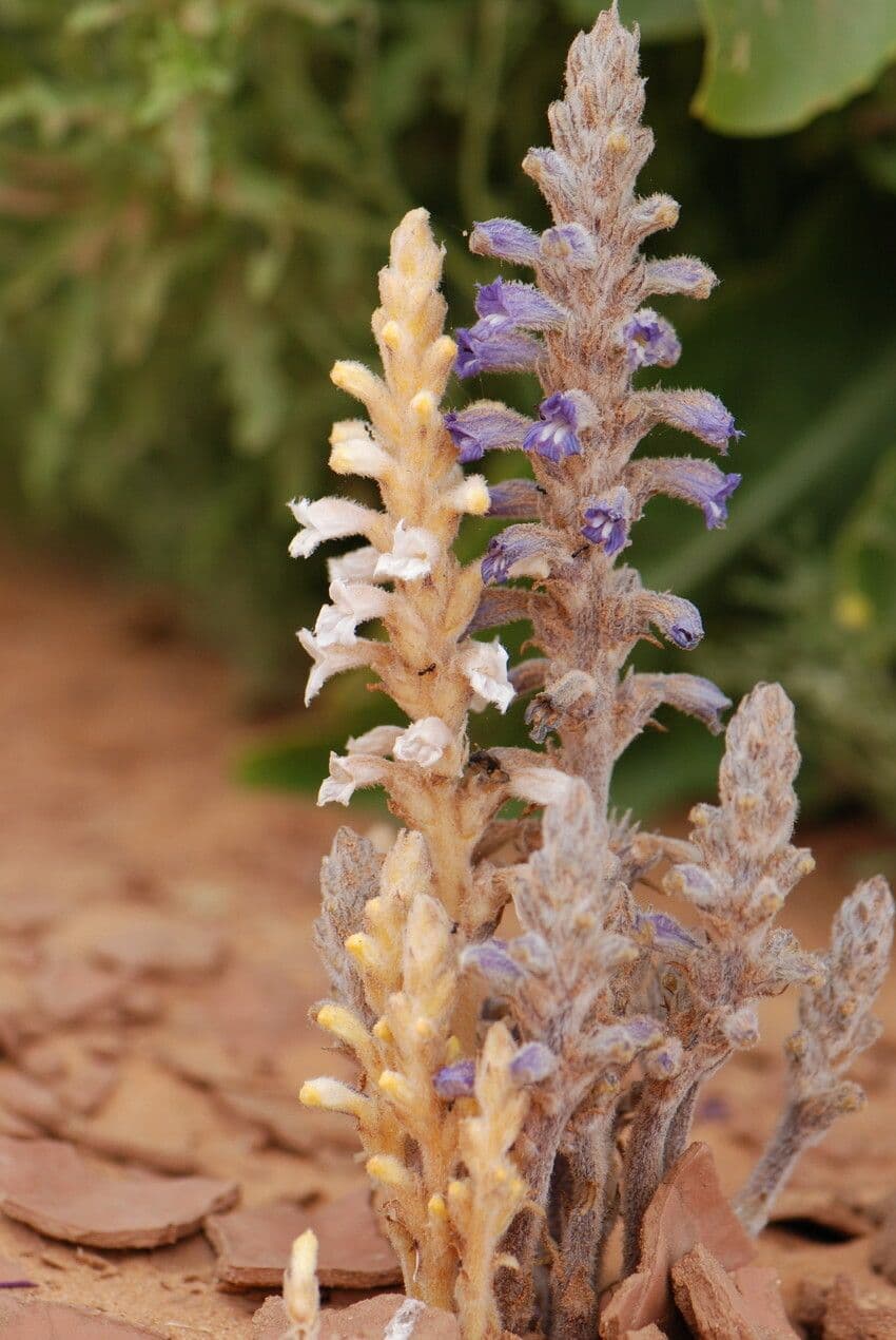 Orobanche rameuse 3